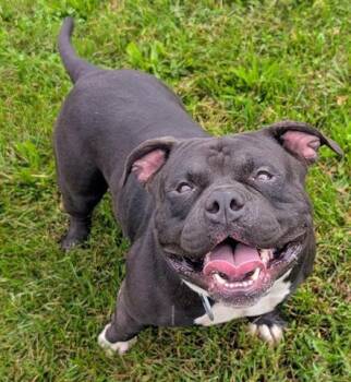 ZILLA -  Pit Bull Terrier Dog for Adoption in Akron, Ohio - ZILLA | PetCurious