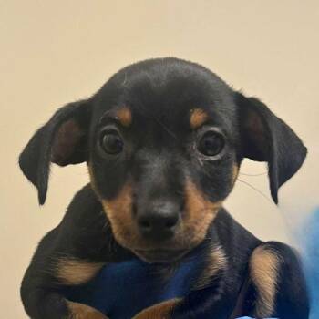 Snorkle -  Chihuahua Dog for Adoption in Walnut Creek, California - Snorkle | PetCurious