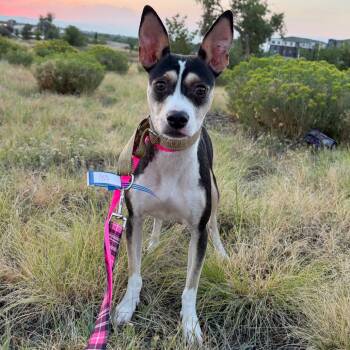 913 (2026) Ruth -  Rat Terrier and Mixed Breed Dog for Adoption in Parker, Colorado - 913 (2026) Ruth | PetCurious