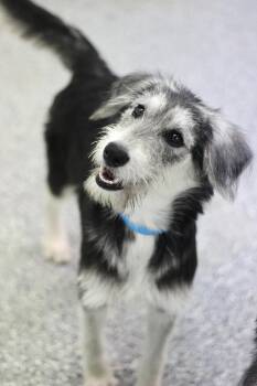 Boba in NH. Come Meet our Adoptable Dogs Wednesday-Saturday. Mor -  Schnauzer Dog for Adoption in Manchester, New Hampshire - Boba In NH. Come Meet Our Adoptable Dogs Wednesday-Saturday. Mor | PetCurious