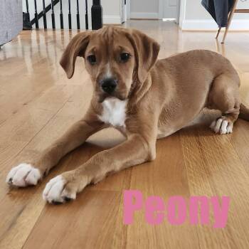Bernadoodle and Boxer Dogs Available for Adoption - Peony | PetCurious