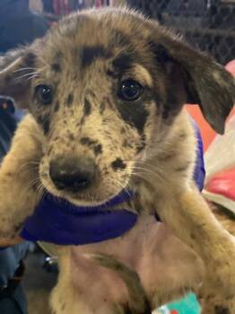 8 -  German Shepherd Dog and Mixed Breed Dog for Adoption in Dallas, Texas - 8 | PetCurious
