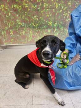 Bonnie -  Border Collie and Mixed Breed Dog for Adoption in San Antonio, Texas - Bonnie | PetCurious
