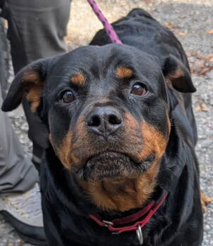 Rescue Rottweiler Dogs for Adoption in Deering, New Hampshire - Athena | PetCurious