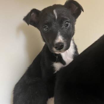 Pit Bull Terrier Dogs Available for Adoption in Birmingham, Alabama - Rattaila | PetCurious