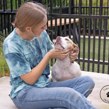 Marina -  Pit Bull Terrier Dog for Adoption in Abilene, Texas - Marina | PetCurious