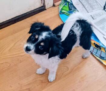 Zoey -  Pomeranian and Mixed Breed Dog for Adoption in Evergreen, Colorado - Zoey | PetCurious