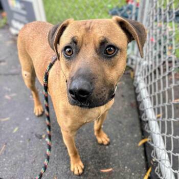 Mixed Breed Dogs Available for Adoption - Stephan | PetCurious