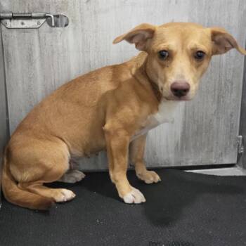 DUCHESS -  Dachshund Dog for Adoption in San Antonio, Texas - DUCHESS | PetCurious