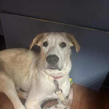 Snoopy -  Yellow Labrador Retriever and Mixed Breed Dog for Adoption in Cheyenne, Wyoming - Snoopy | PetCurious
