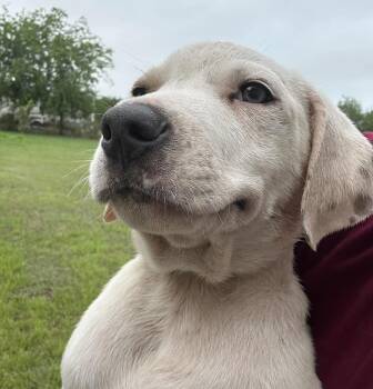 Labrador Retriever Dogs Available for Adoption in Austin, Texas - Dune | PetCurious