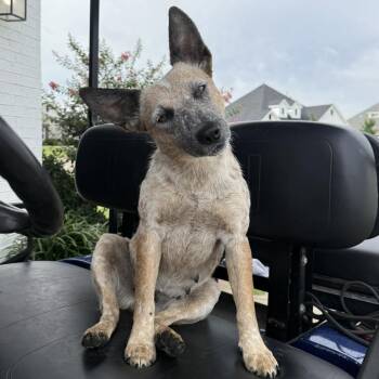Sally -  Australian Cattle Dog Blue Heeler Dog for Adoption in Houston, Texas - Sally | PetCurious