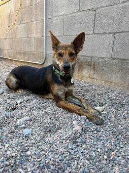 Safari -  Shepherd Dog for Adoption in Phoenix, Arizona - Safari | PetCurious