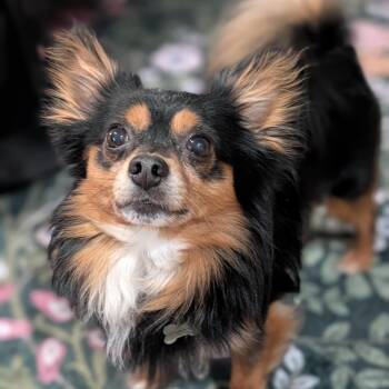 Brownie (Experienced Owner Required) -  Chihuahua Dog for Adoption in Dayton, Ohio - Brownie (Experienced Owner Required) | PetCurious