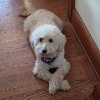 Lamby -  Mixed Breed Dog for Adoption in Wappingers Falls, New York - Lamby | PetCurious