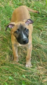 Rescue Pit Bull Terrier and Labrador Retriever Dogs for Adoption in Cloquet, Minnesota - Ducky | PetCurious