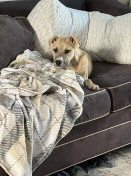 Mixed Breed Dogs Available for Adoption - Ginger | PetCurious