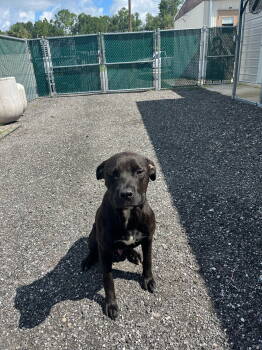 Rescue Mixed Breed Dogs for Adoption in Gainesville, Florida - Plato | PetCurious