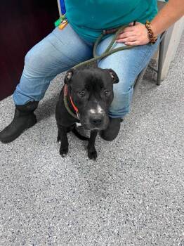 stormi -  Pit Bull Terrier Dog for Adoption in Burgaw, North Carolina - Stormi | PetCurious