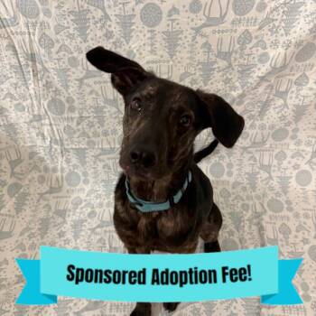 Terrier Dogs Available for Adoption - Cain | PetCurious