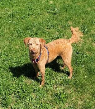 Bobbi-COURTESY LISTING -  Labradoodle Dog for Adoption in Decorah, Iowa - Bobbi-COURTESY LISTING | PetCurious