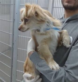 MELVIN -  Chihuahua and Mixed Breed Dog for Adoption in Salinas, California - MELVIN | PetCurious