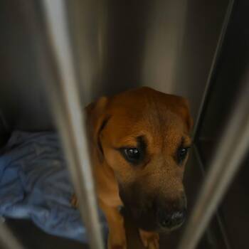 Mixed Breed Dogs Available for Adoption - 01/23/26-Stray-MelvinAve_2 | PetCurious