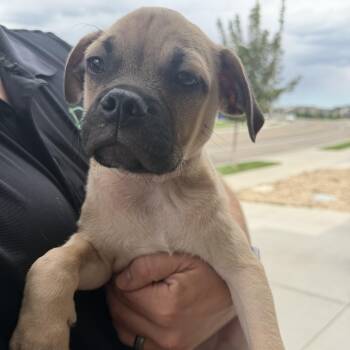 Spencer -  Pug and Shepherd Dog for Adoption in Fort Collins, Colorado - Spencer | PetCurious