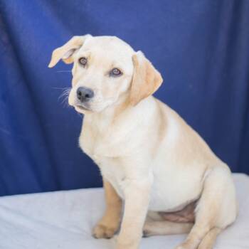 Rescue Mixed Breed Dogs for Adoption in Brownsboro, Alabama - Prim | PetCurious