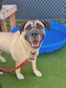 Pit Bull Terrier and Mixed Breed Dogs Available for Adoption in Fruit Heights, Utah - Violet | PetCurious