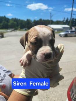 Siren -  Mixed Breed Dog for Adoption in Evansville, Indiana - Siren | PetCurious