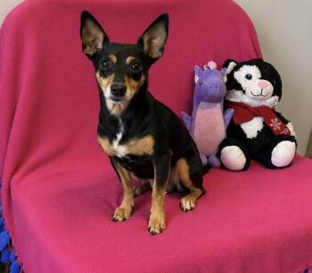 Bitsy -  Dachshund Dog for Adoption in Cedartown, Georgia - Bitsy | PetCurious