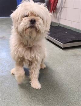 JUSHY -  Mixed Breed Dog for Adoption in Santa Fe, New Mexico - JUSHY | PetCurious