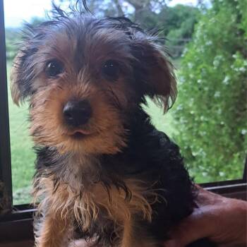 Luka -  Yorkshire Terrier Dog for Adoption in Tucson, Arizona - Luka | PetCurious