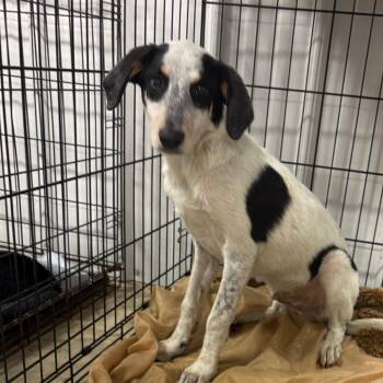 Gizmo -  Labrador Retriever and Mixed Breed Dog for Adoption in West Point, Mississippi - Gizmo | PetCurious
