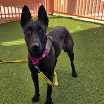 LADY -  Belgian Shepherd Malinois Dog for Adoption in Las Vegas, Nevada - LADY | PetCurious
