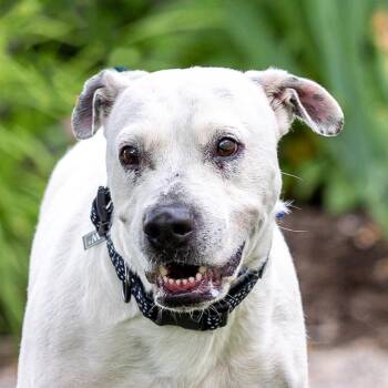 Shar Pei and Mixed Breed Dogs Available for Adoption in Council Bluffs, Iowa - Mia | PetCurious