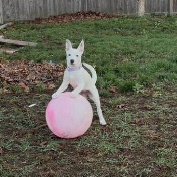 Cattle Dog Dogs Available for Adoption in Stormville, New York - CT Mable | PetCurious