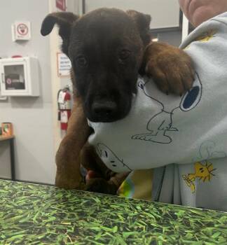 Mixed Breed Dogs Available for Adoption - KIRA | PetCurious