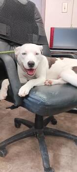 Mixed Breed Dogs Available for Adoption - Mia | PetCurious