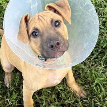 Banana -  Shepherd and Mixed Breed Dog for Adoption - Banana | PetCurious