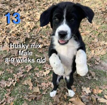 Husky and Labrador Retriever Dogs Available for Adoption - Grouper | PetCurious