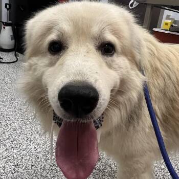 Casper -  Great Pyrenees Dog for Adoption in Madisonville, Tennessee - Casper | PetCurious