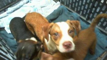 Pit Bull Terrier Dogs Available for Adoption in Charlotte, North Carolina - A1263728 | PetCurious