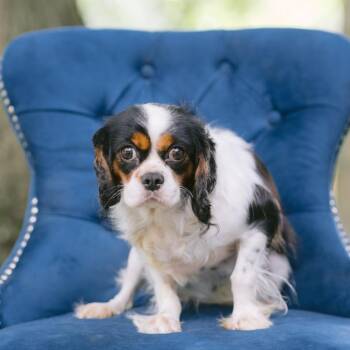 Olympia -  Cavalier King Charles Spaniel Dog for Adoption in Zionsville, Indiana - Olympia | PetCurious