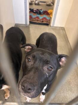 Pit Bull Terrier Dogs Available for Adoption in Vancouver, Washington - Pepper | PetCurious