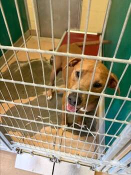 BRUNO -  Pit Bull Terrier and Mixed Breed Dog for Adoption in Texas City, Texas - BRUNO | PetCurious