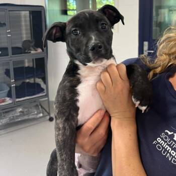 Bennett -  American Staffordshire Terrier and Mixed Breed Dog for Adoption in Hampton Bays, New York - Bennett | PetCurious