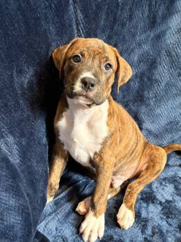 Blaze -  Terrier Dog for Adoption in Candler, North Carolina - Blaze | PetCurious