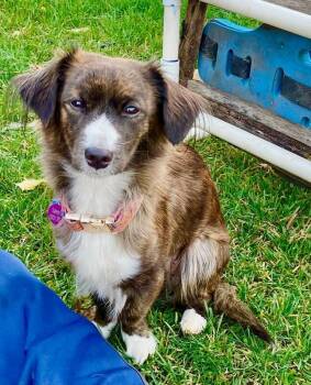 Rescue Spaniel and Chihuahua Dogs for Adoption in Salem, Oregon - Vida | PetCurious